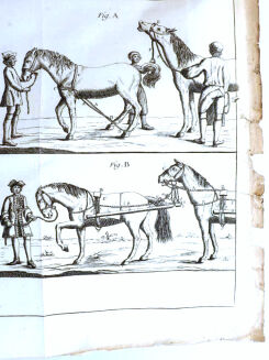 [OGÓLNA I POWSZECHNA WIEDZA O KONIACH] GARSAULT - LE NOUVEAU PARFAIT MARECHAL OU LA CONNAISSANCE GENERALE GENERALE ET UNIVERSELLE DU CHEVAL wyd. 1770 - 25