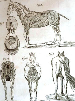 [OGÓLNA I POWSZECHNA WIEDZA O KONIACH] GARSAULT - LE NOUVEAU PARFAIT MARECHAL OU LA CONNAISSANCE GENERALE GENERALE ET UNIVERSELLE DU CHEVAL wyd. 1770 - 14