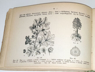 ROŚLINY EUROPEJSKIE 72 tablice kolorowe. Warszawa 1911. - 3