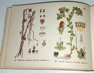 ROŚLINY EUROPEJSKIE 72 tablice kolorowe. Warszawa 1911. - 5