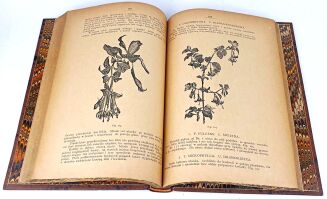 JANKOWSKI- KWIATY NASZYCH MIESZKAŃ 1887r. ilustracje - 7