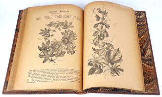 JANKOWSKI- KWIATY NASZYCH MIESZKAŃ 1887r. ilustracje - 8