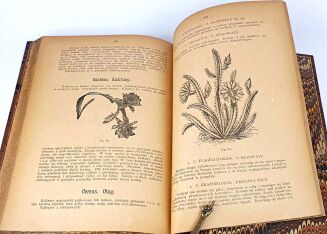 JANKOWSKI- KWIATY NASZYCH MIESZKAŃ 1887r. ilustracje - 10