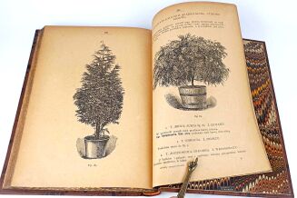 JANKOWSKI- KWIATY NASZYCH MIESZKAŃ 1887r. ilustracje - 11