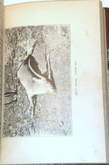 FOA- POLOWANIE NA GRUBEGO ZWIERZA W AFRYCE t. I-II - 5