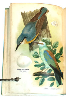 DYAKOWSKI - PTAKI POŻYTECZNE I ICH JAJA 25 tablic kolorowych - 4