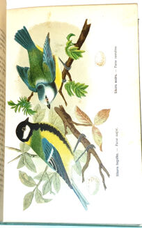 DYAKOWSKI - PTAKI POŻYTECZNE I ICH JAJA 25 tablic kolorowych - 5