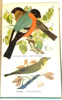 DYAKOWSKI - PTAKI POŻYTECZNE I ICH JAJA 25 tablic kolorowych - 6