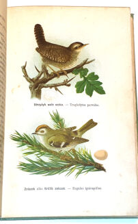 DYAKOWSKI - PTAKI POŻYTECZNE I ICH JAJA 25 tablic kolorowych - 7