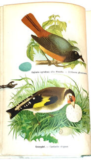 DYAKOWSKI - PTAKI POŻYTECZNE I ICH JAJA 25 tablic kolorowych - 8