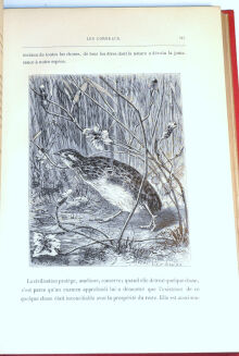 DE CHERVILLE - HISTOIRE NATURELLE EN ACTION CROQUIS CONTES wyd. 1880 - 5