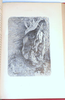 DE CHERVILLE - HISTOIRE NATURELLE EN ACTION CROQUIS CONTES wyd. 1880 - 9