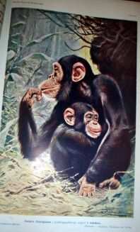 WIELKA PRZYRODA ILUSTROWANA t. I-IV [KOMPLET] OPRAWA WYDAWNICZA - 14