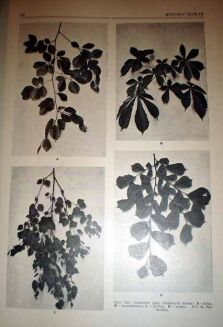 WIELKA PRZYRODA ILUSTROWANA t. I-IV [KOMPLET] OPRAWA WYDAWNICZA - 5