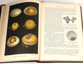 [CZŁOWIEK] ЧЕЛОВЕК T. 1-2. Petersburg 1903 - 12