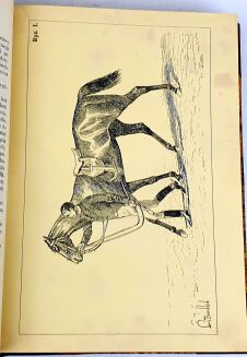 FILLIS - ZASADY UJEŻDŻANIA I JAZDY KONNEJ ilustracje - 6