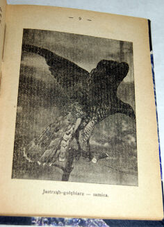 GURTLER- NASZE SKRZYDLATE DRAPIEŻNIKI wyd.1925 - 5