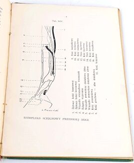 BREZA- O SZTUCE KONNEJ JAZDY I O KONIU W SŁUZBIE SPORTSMENA 20 ilustracji wyd.1926r. - 7