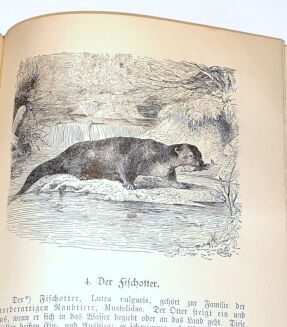 DOMBROWSKI - TRAIN WEIDMANNS PRAKTIKA ZU HOLZ, FELD UND WASSER, EIN LEHRBUCH FÜR ANGEHENDE UND EIN HANDBUCH FÜR GEÜBTE JÄGER UND JAGDFREUNDE wyd. 1894 - 10