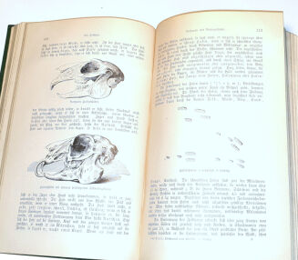 DOMBROWSKI - TRAIN WEIDMANNS PRAKTIKA ZU HOLZ, FELD UND WASSER, EIN LEHRBUCH FÜR ANGEHENDE UND EIN HANDBUCH FÜR GEÜBTE JÄGER UND JAGDFREUNDE wyd. 1894 - 12