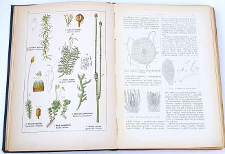 WILKOMM - ATLAS PAŃSTWA ROŚLINNEGO kolorowe tablice, drzeworyty - 5