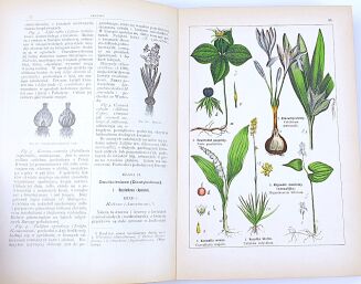 WILKOMM - ATLAS PAŃSTWA ROŚLINNEGO kolorowe tablice, drzeworyty - 6
