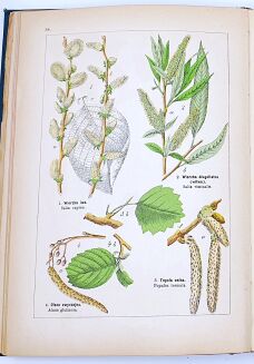 WILKOMM - ATLAS PAŃSTWA ROŚLINNEGO kolorowe tablice, drzeworyty - 7