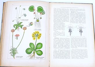 WILKOMM - ATLAS PAŃSTWA ROŚLINNEGO kolorowe tablice, drzeworyty - 8