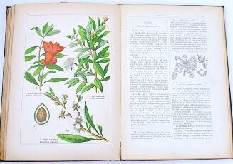 WILKOMM - ATLAS PAŃSTWA ROŚLINNEGO kolorowe tablice, drzeworyty - 9