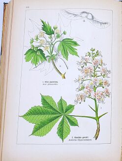 WILKOMM - ATLAS PAŃSTWA ROŚLINNEGO kolorowe tablice, drzeworyty - 10