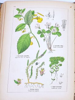 WILKOMM - ATLAS PAŃSTWA ROŚLINNEGO kolorowe tablice, drzeworyty - 11