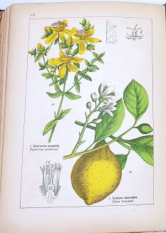 WILKOMM - ATLAS PAŃSTWA ROŚLINNEGO kolorowe tablice, drzeworyty - 12