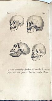VIREY - HISTORYA NATURALNA RODU LUDZKIEGO t.1-4 (komplet w 4 wol.) ręcznie kolorowane litografie wyd. 1843 - 5