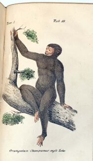 VIREY - HISTORYA NATURALNA RODU LUDZKIEGO t.1-4 (komplet w 4 wol.) ręcznie kolorowane litografie wyd. 1843 - 10