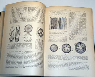 WILKOMM - ATLAS PAŃSTWA ROŚLINNEGO 1911r. kolorowe tablice, drzeworyty - 3