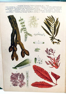 WILKOMM - ATLAS PAŃSTWA ROŚLINNEGO 1911r. kolorowe tablice, drzeworyty - 5