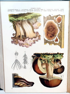 WILKOMM - ATLAS PAŃSTWA ROŚLINNEGO 1911r. kolorowe tablice, drzeworyty - 6