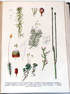 WILKOMM - ATLAS PAŃSTWA ROŚLINNEGO 1911r. kolorowe tablice, drzeworyty - 7