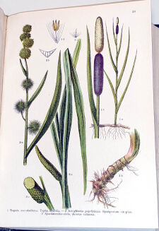 WILKOMM - ATLAS PAŃSTWA ROŚLINNEGO 1911r. kolorowe tablice, drzeworyty - 8