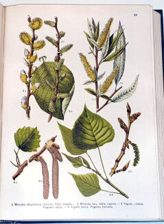 WILKOMM - ATLAS PAŃSTWA ROŚLINNEGO 1911r. kolorowe tablice, drzeworyty - 12