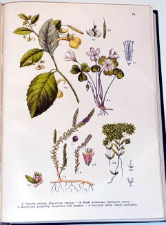 WILKOMM - ATLAS PAŃSTWA ROŚLINNEGO 1911r. kolorowe tablice, drzeworyty - 14