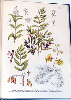 WILKOMM - ATLAS PAŃSTWA ROŚLINNEGO 1911r. kolorowe tablice, drzeworyty - 15