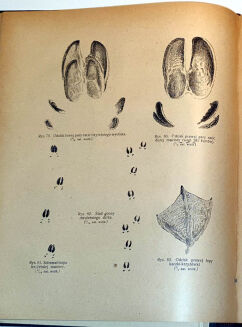 KORSAK- ROK MYŚLIWEGO wyd. 1922r. - 7