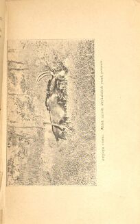 FOA- POLOWANIE NA GRUBEGO ZWIERZA W AFRYCE t. 1-2 [komplet w 1 wol.], półskórek - 5