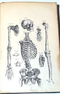ROSENTHAL - CZŁOWIEK W STANIE ZDROWIA I CHOROBY DR. BOCKA wyd. 1873  ryciny - 4