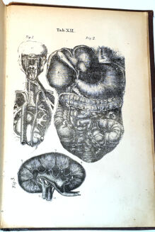 ROSENTHAL - CZŁOWIEK W STANIE ZDROWIA I CHOROBY DR. BOCKA wyd. 1873  ryciny - 6