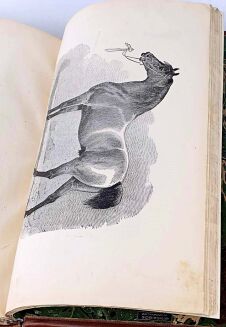 BARAŃSKI - CHÓW KONI POPRZEDZONY WYKŁADEM OGÓLNYCH ZASAD HODOWLI GOSPODARSKICH. Z 21 rycinami najcelniejszych ras koni mianowicie krajowych przez Juliusza Kossaka - 9