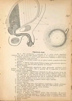 NOWINY LEKARSKIE. R. XI. Poznań 1899 - 4