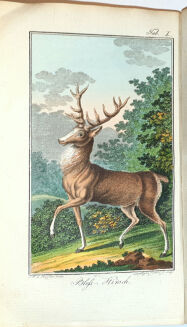 RITTER VON WILDUNGEN-  TASCHENBUCH FÜR FORST UND JAGDFREUNDE 1809-12 - 5