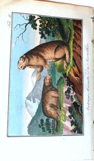 RITTER VON WILDUNGEN-  TASCHENBUCH FÜR FORST UND JAGDFREUNDE 1809-12 - 6